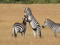 Zebras