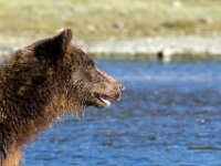 Bear 01