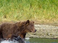 Bear 02