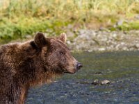 Bear 03