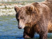 Bear 04
