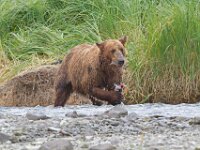 Bear 05