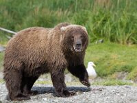 Bear 07