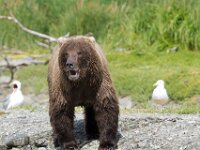 Bear 08