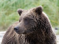 Bear 09
