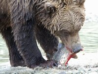Bear 10