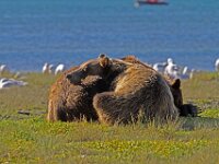 Bear 12