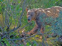 Bear 13