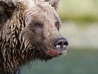 Bear 14
