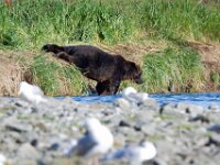 Bear 15