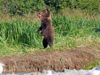 Bear 16