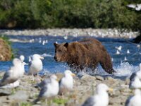 Bear 17