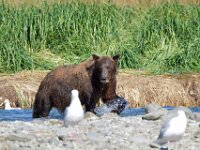 Bear 18