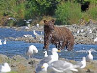 Bear 19