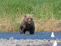 Bear 21