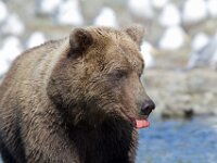 Bear 22
