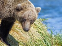 Bear 23