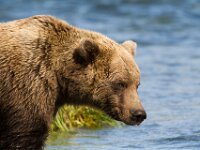 Bear 24