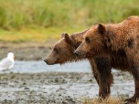 Bear 25