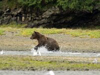 Bear 26