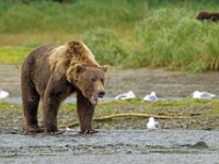 Bear 27