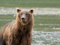 Bear 28