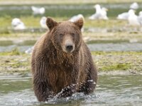 Bear 29