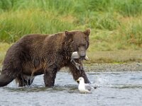 Bear 30