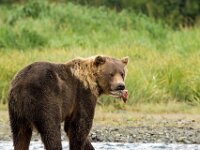 Bear 31