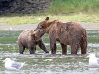 Bear 32