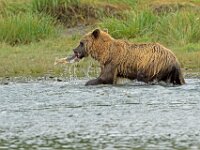Bear 33