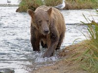 Bear 34