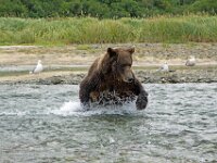 Bear 35