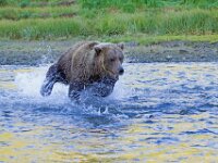 Bear 36