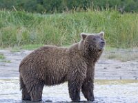 Bear 37