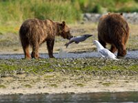 Bear 39