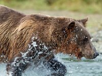 Bear 40