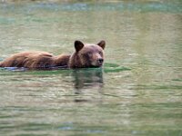 Bear 41