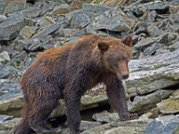 Bear 42