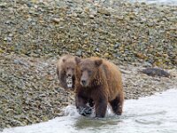 Bear 43