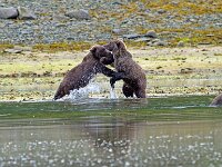 Bear 44