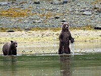 Bear 45