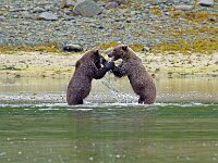 Bear 46
