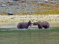 Bear 47