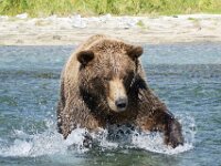 Bear 48