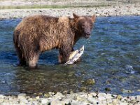 Bear 49