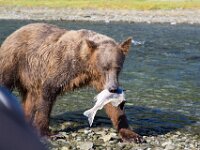 Bear 50