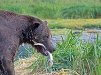Bear 51