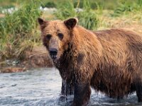 Bear 52