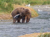 Bear 53